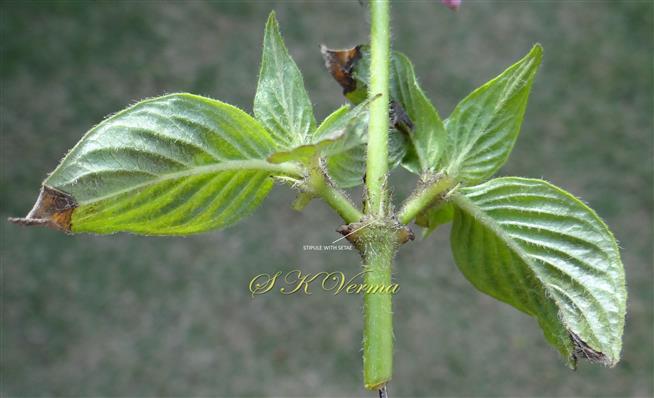  Stipules (Interpetiolar)